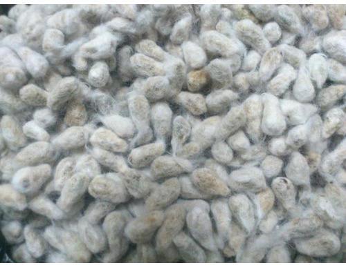 Organic Pure Cotton Seeds, Purity : 99 %