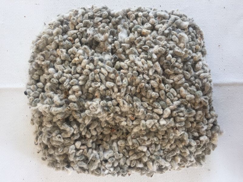 Organic Raw Cotton Seeds, Packaging Type : Loose, Plastic Bags, Pp Bag