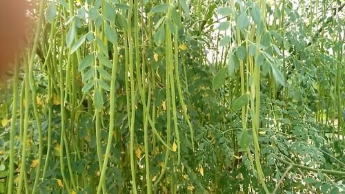 Organic Herbal Moringa Drumstick Plant, for Ayurvedic Medicine, Color : Green
