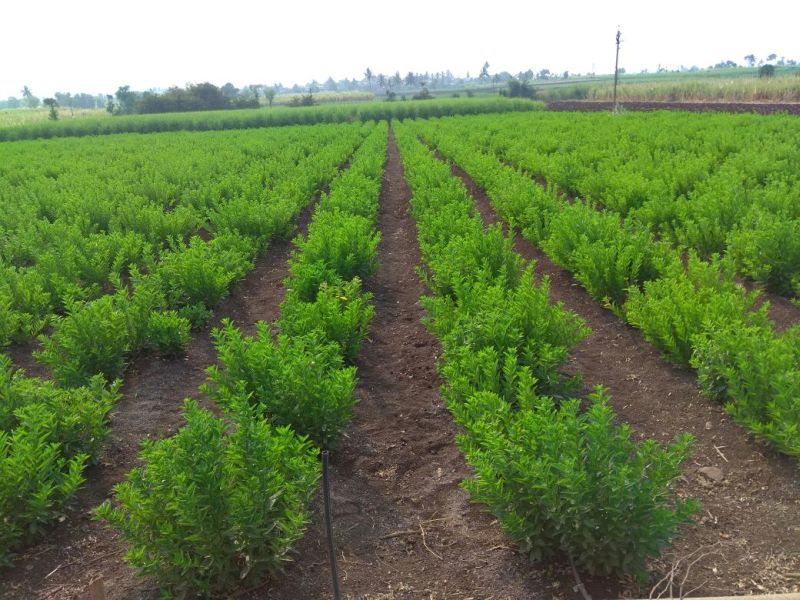 Organic Stevia Plants at Best Price in Shivpuri A J Agro