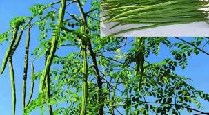 Natural Moringa Drumstick Plant, Color : Green