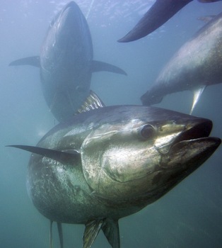Bluefin tuna fish, Style : Fresh