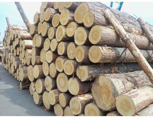 Round Babool Wood Logs, for Door, Making Furniture, Feature : High Strength, Quality Tested
