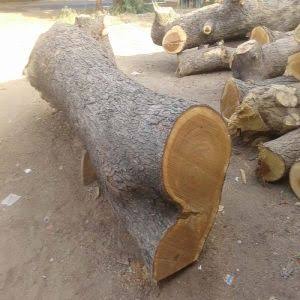 Round Neem Wood Logs, for Making Furniture, Pattern : Plain