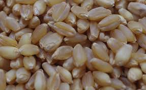 Durum Wheat Seeds, Purity : 99%