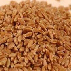 Sharbati Wheat Seeds