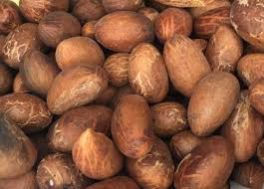 Annually Quality Bitter Garcinia Kola Nuts