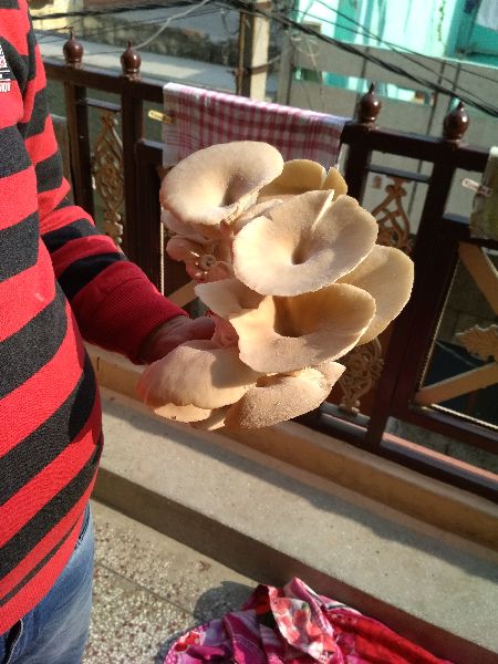 Common fresh oyster mushroom, for Cooking, Packaging Type : Plastic Bag, Polythene Bag