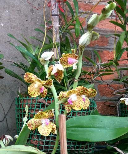 Hygrochilus Parishii Orchid Flower