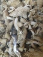 Natural Dry Oyster Mushroom Net Bag, Carton for Cooking, Restaurant