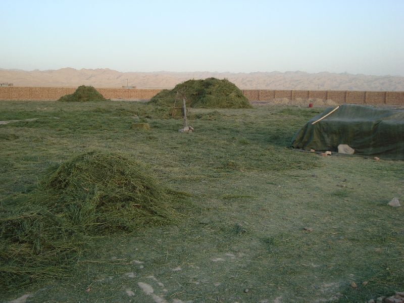 Supplier of Cattle Feed from Karachi, Sindh, Pakistan by Alghaith Fodder Trading