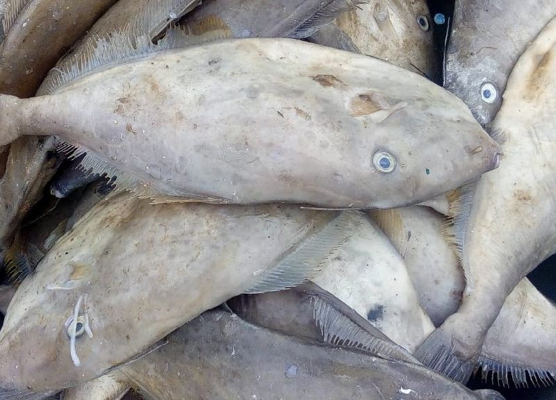 Leather Jacket Fish At Best Price In Visakhapatnam Ashraya Marine Foods