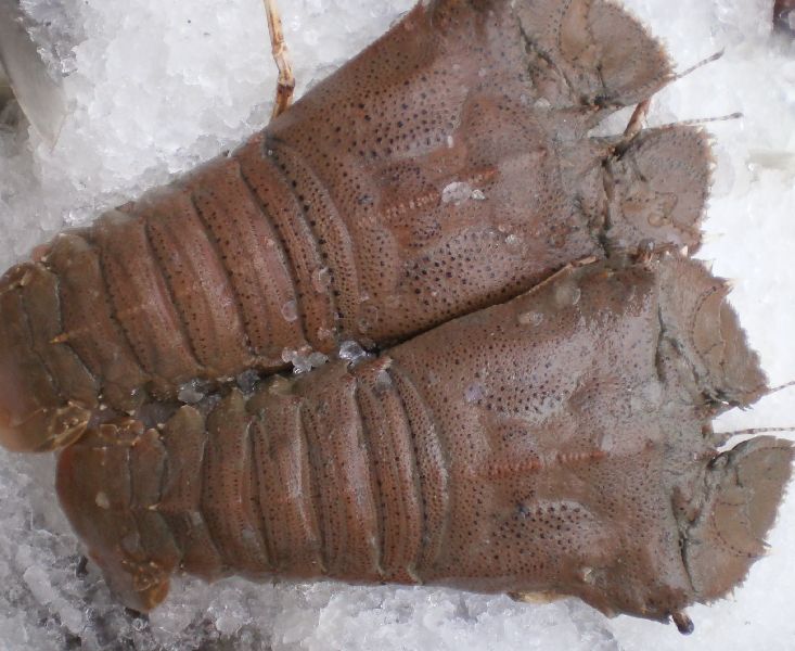 Sand Lobster, for Cooking, Food, Human Consumption, Making Oil, Style : Fresh, Frozen