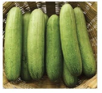 Syngenta Cucumber Seeds, Length : 18 to 22 cm
