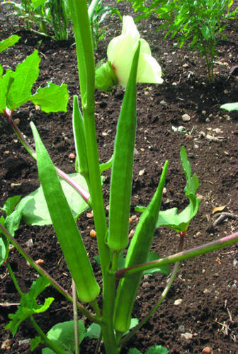 Bhendi seeds, for Agriculture, Grade : Top Grade