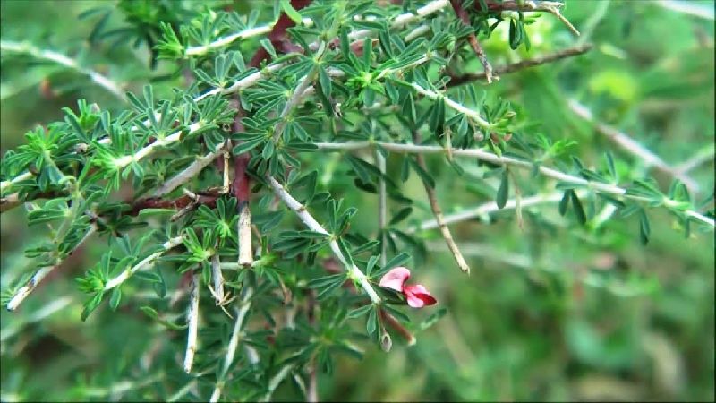 Indigofera Aspalathoides Leaves