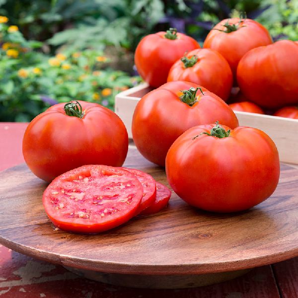 Hybrid Tomato, Packaging Type : Jute Bag, Plastic Bag