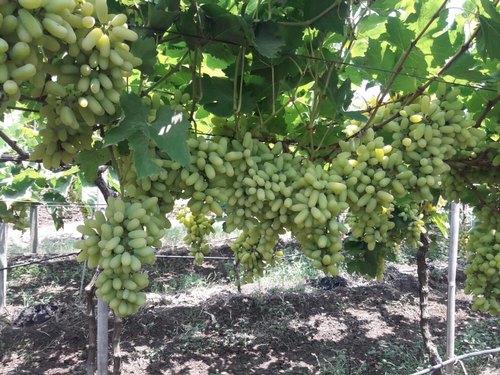 Organic fresh green grapes, Shelf Life : 5-7days