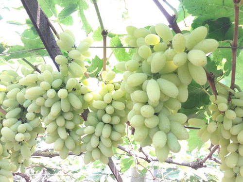 Organic Fresh Nashik Grapes, Shelf Life : 5-7days