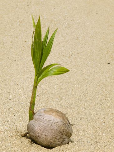 Coconut Seeds