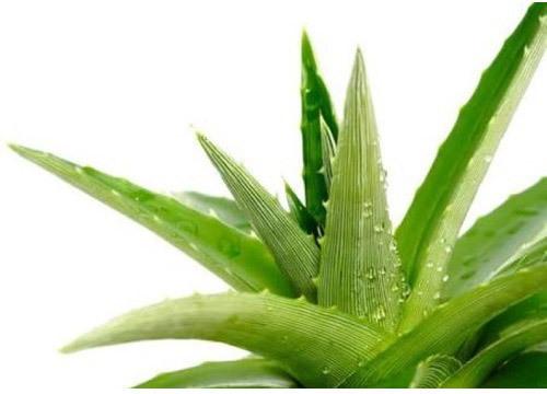Organic Aloe Vera Leaves, Feature : Thick Fleshy