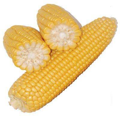 Organic Fresh Yellow Corn