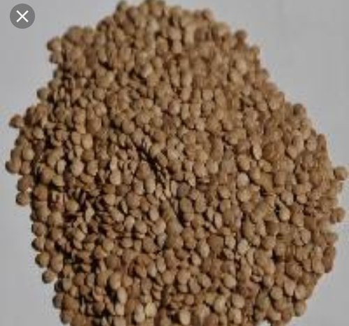 Dried Green Brinjal Seed, Packaging Size : 10-1kg