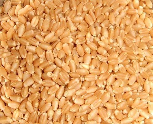 Organic Wheat Seeds, for Bakery Products, Cookies, Cooking, Making Bread, Packaging Type : Gunny Bag