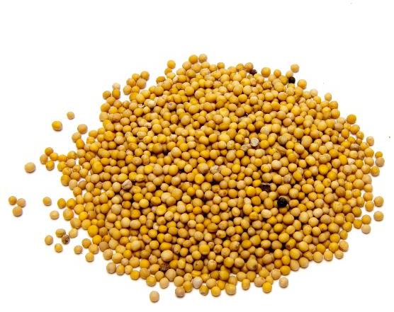 Mustard seeds, Packaging Type : Plastic Bag