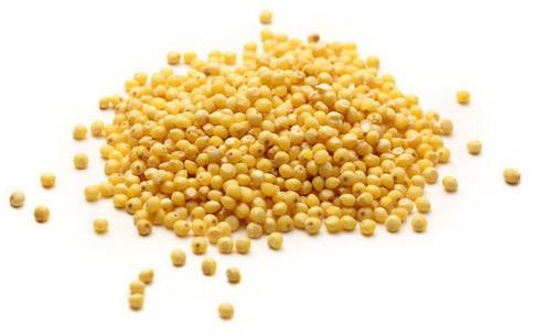 Organic Mustard Seeds, Packaging Type : Plastic Bag