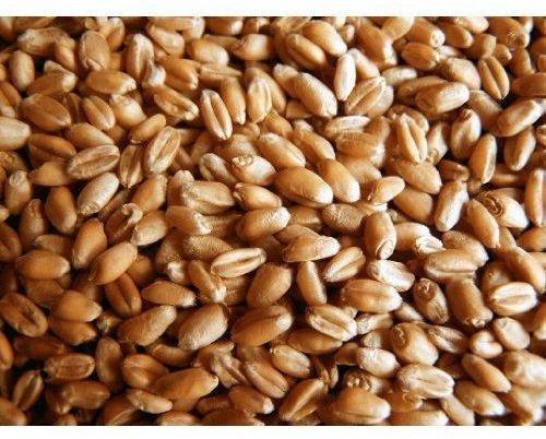 Common Dried Wheat Seeds, for Beverage, Flour, Feature : Healthy, Natural Taste