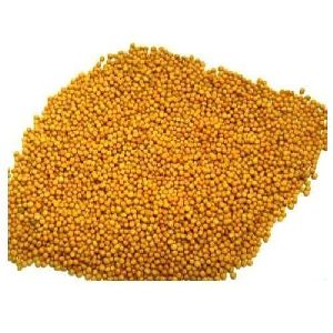Indian Yellow Mustard Seeds