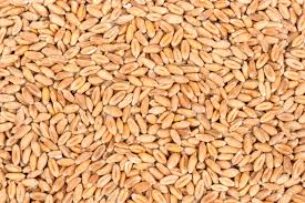 Common Raw Wheat Seeds, Style : Dried, Natural
