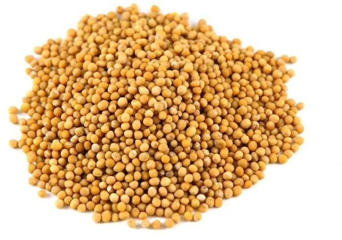 Raw Yellow Mustard Seeds