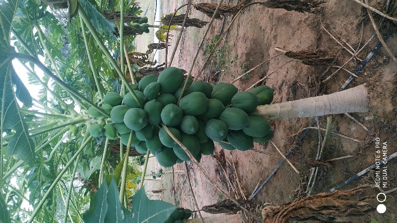 Common Papaya, Feature : Tasty