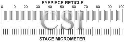 Stage Micrometer