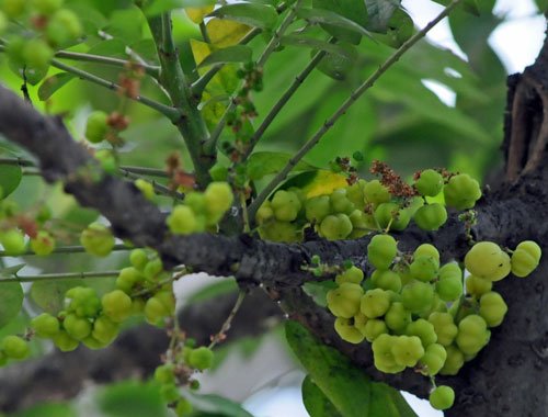 Amla Chakaya Grafted Plant, for Agriculture, Farming, Gardening, Color : Green