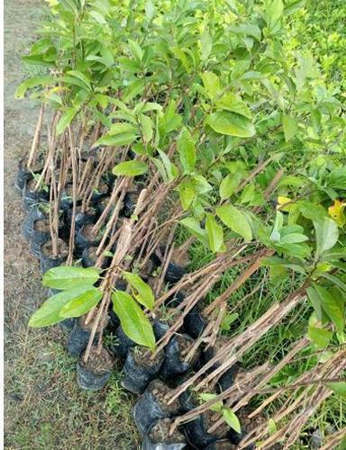 Amla Kanchan Grafted Plant, for Agriculture, Farming, Gardening, Color : Green