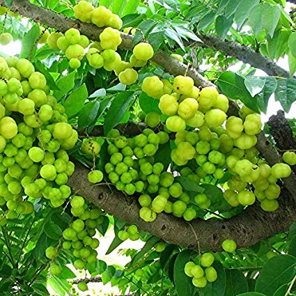 Amla NA-7 Grafted Plant, for Agriculture, Farming, Gardening, Color : Green
