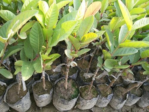 Guava Aishwarya Grafted Plant