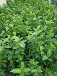 Guava Black Grafted Plant