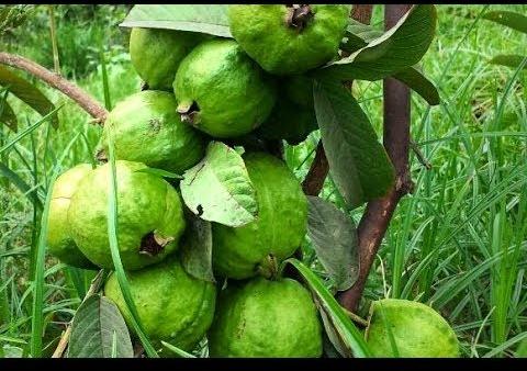 Guava Chinese Grafted Plant