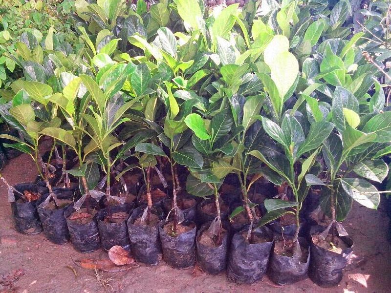 Natural Jackfruit Seedling Plant, for Plantation, Length : 0-3Ft