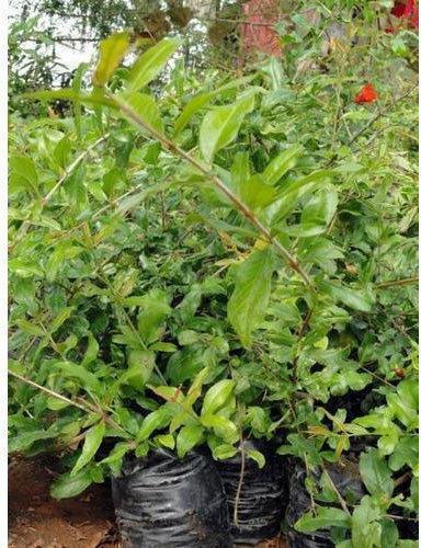 Karonda Hybrid Plant