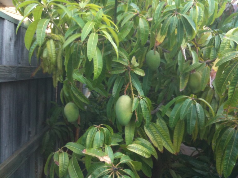 Mango Lucknow Safeda Grafted Plant, for Farming, Gardening, Style : Annual