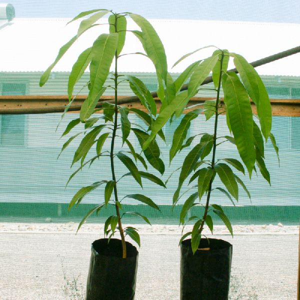 Organic Mango Seedless Grafted Plant, for Farming, Gardening