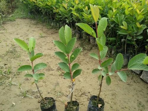 Seedless Guava Plant, for Farming, Gardening, Feature : Fast Growth, Fresh, Long Life