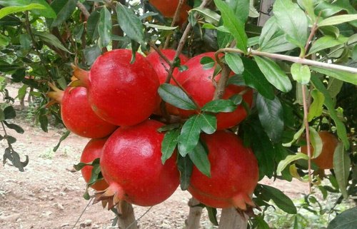 Sinduri Pomegranate Plant, Packaging Type : Bag