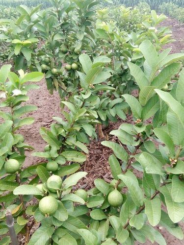 Taiwan Pink Guava Plant, for Farming, Gardening, Feature : Fast Growth, Fresh, Long Life
