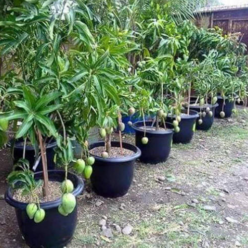 Natural Tommy Atkins Mango Plant, for Farming, Gardening, Size : 2-5 Feet